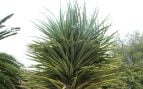 Dracaena tamaranae, plantas, Canarias, naturaleza, curiosidades