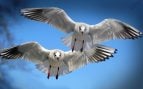 Pájaros usan sus plumas para disipar el calor, los pájaros disipan radiación con el plumaje, radiación y aves, cómo eliminan el calor los pájaros con las plumas.