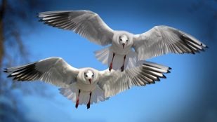 Pájaros usan sus plumas para disipar el calor, los pájaros disipan radiación con el plumaje, radiación y aves, cómo eliminan el calor los pájaros con las plumas.