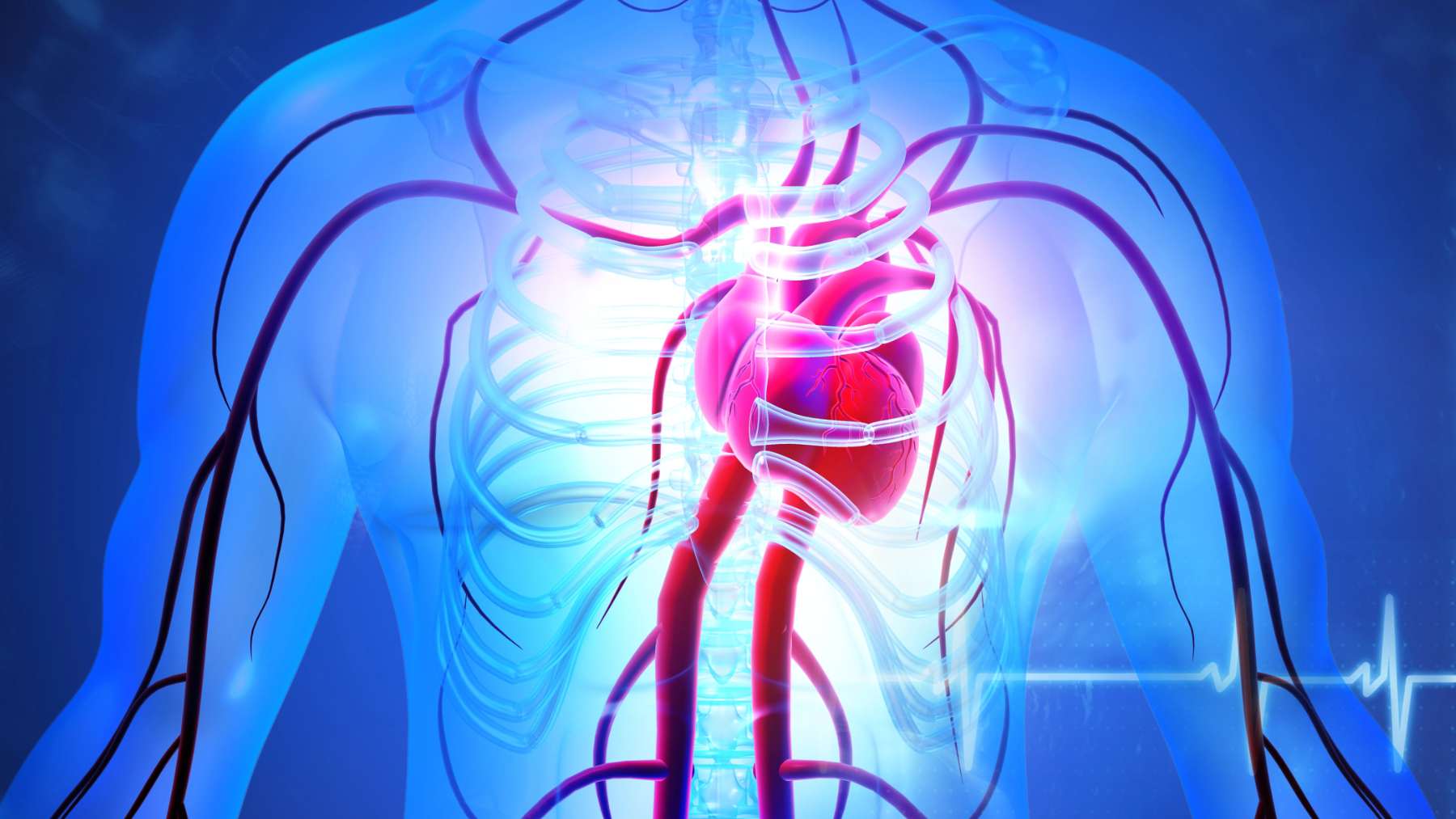 Un diminuto corazón en un chip que late como tejido cardíaco real tratará la distrofia de Duchenne
