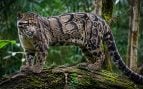 Jaguar de la nube, jaguar de las nubes, nuevo jaguar en Honduras, descubrimiento científico en Honduras.