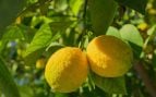 Árbol, naturaleza, curiosidades