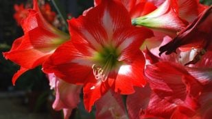 Flores