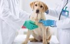 Qué hacer cuando muere una mascota