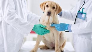 Qué hacer cuando muere una mascota