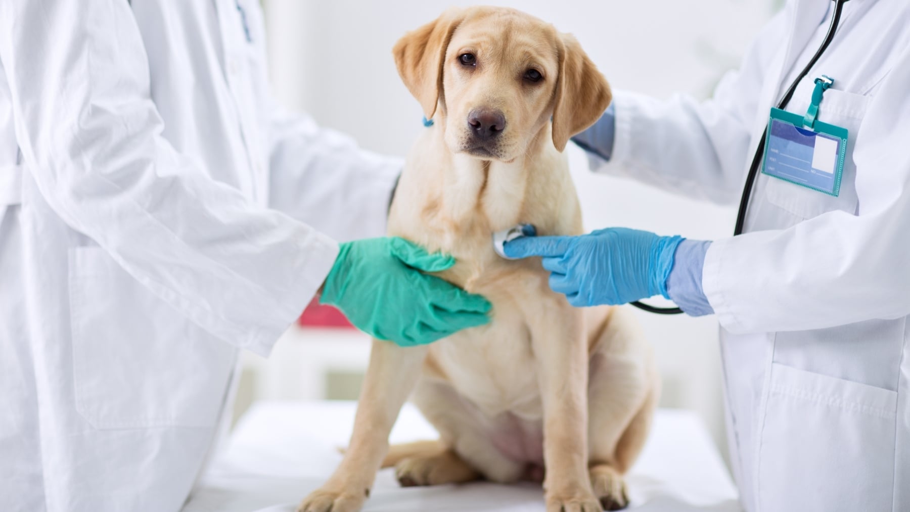 Ni enterrarlo ni quedarte el microchip: estas son las cosas que no puedes hacer si tu mascota muere, según la ley