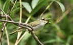 pájaro, especie, animales, aves