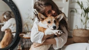 Mascotas, animales, perros