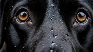 Perros, animales, mascotas