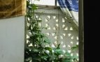 Planta de interior que absorbe el calor