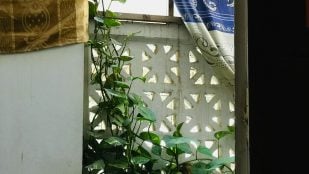 Planta de interior que absorbe el calor