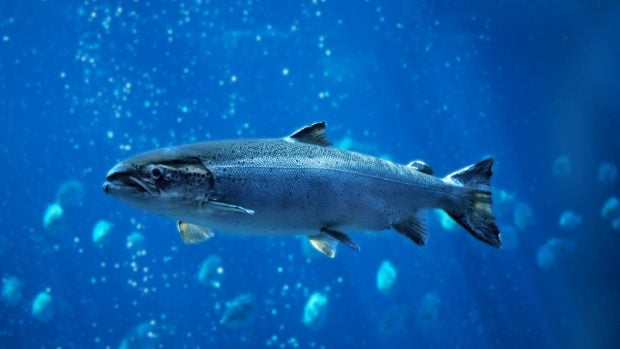 salmon-atlantico-agua