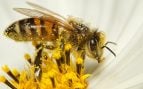 Abejas de Perú protegen el Amazonas, proteger el Amazonas con abejas, abejas son sujetos de derecho en Perú, amazonas peruana.