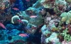Nuevos arrecifes en Chile, arrecife en Chile, descubrimiento de arrecifes en Chile, usan a pescadores para identificar arrecifes, arrecife chileno.