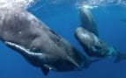 Un grupo de cachalotes nadando en el océano.