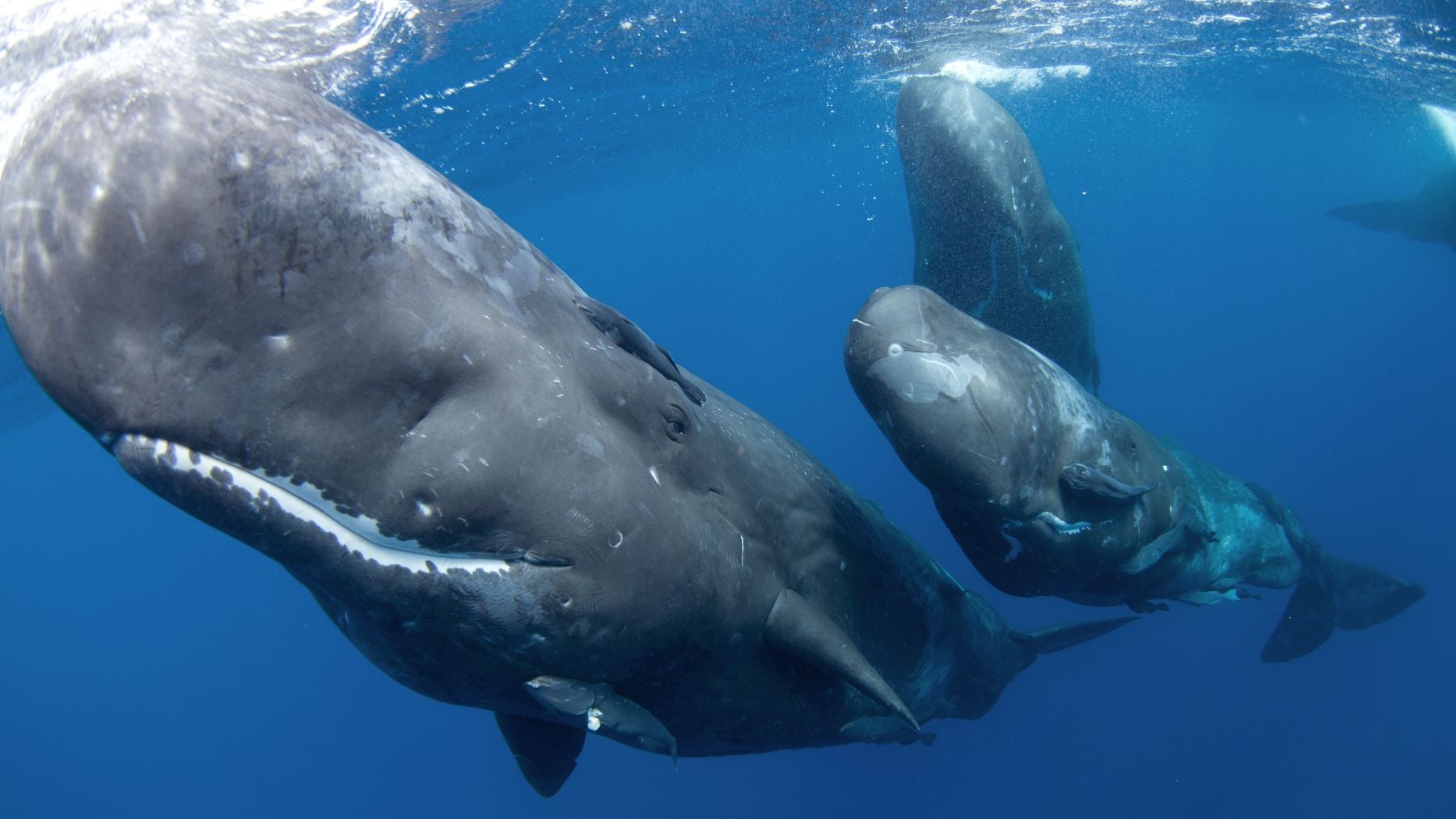 Un grupo de cachalotes nadando en el océano.