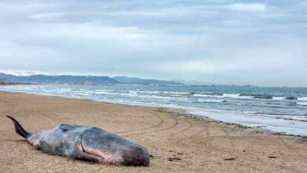 Un cachalote que apareci&oacute; muerto en el a&ntilde;o 2013 en la costa valenciana.