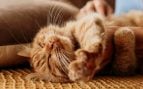 Gato tomando una siesta. Foto: Freepik