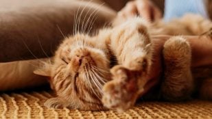 Gato tomando una siesta. Foto: Freepik