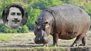 Hipopótamos de Pablo Escobar