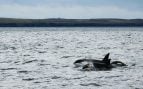 Hace 50 años investigadores comenzaron a estudiar a las orcas, hoy han descubierto lo impensable: fabrican herramientas para mandarse mensajes.