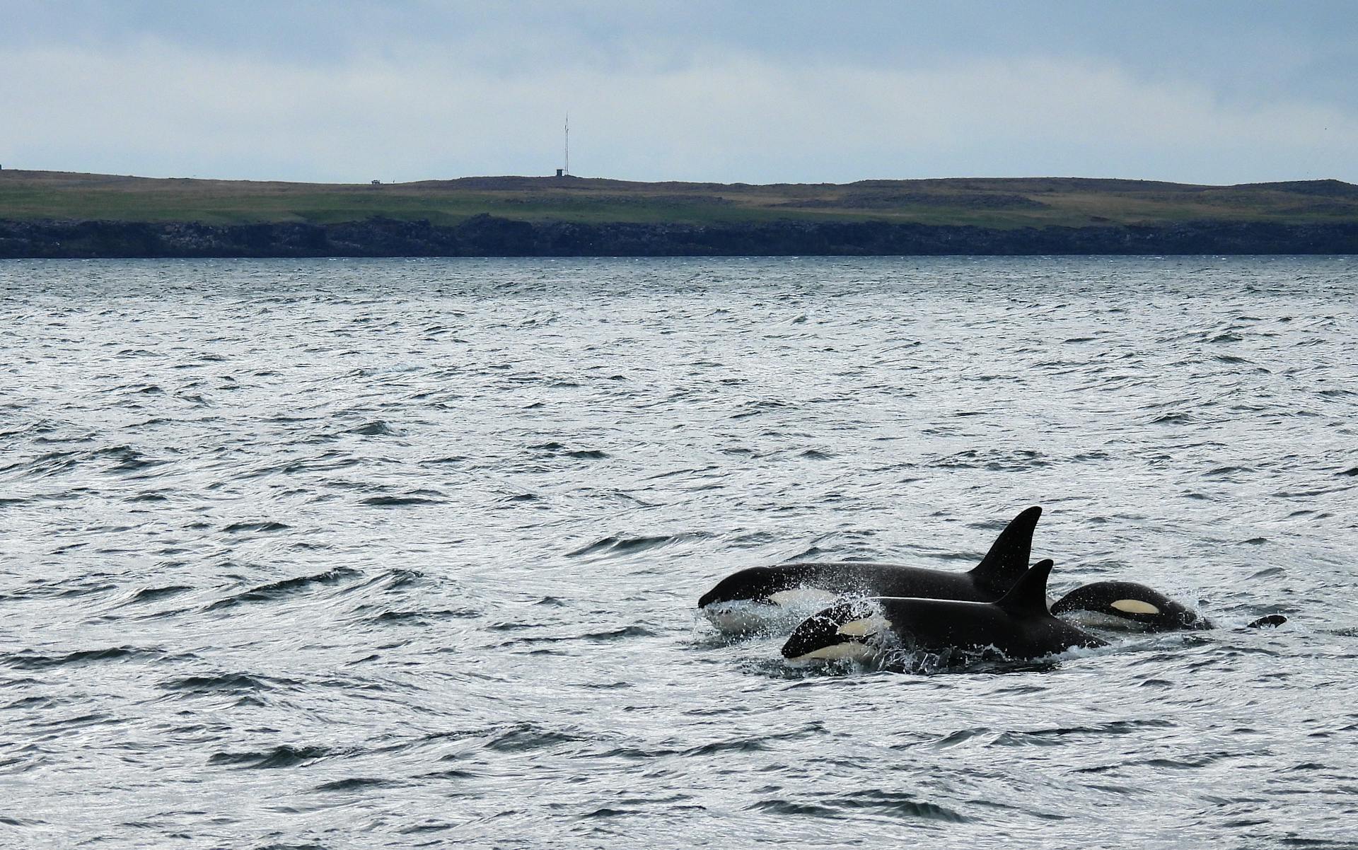 Hace 50 años investigadores comenzaron a estudiar a las orcas, hoy han descubierto lo impensable: fabrican herramientas para mandarse mensajes