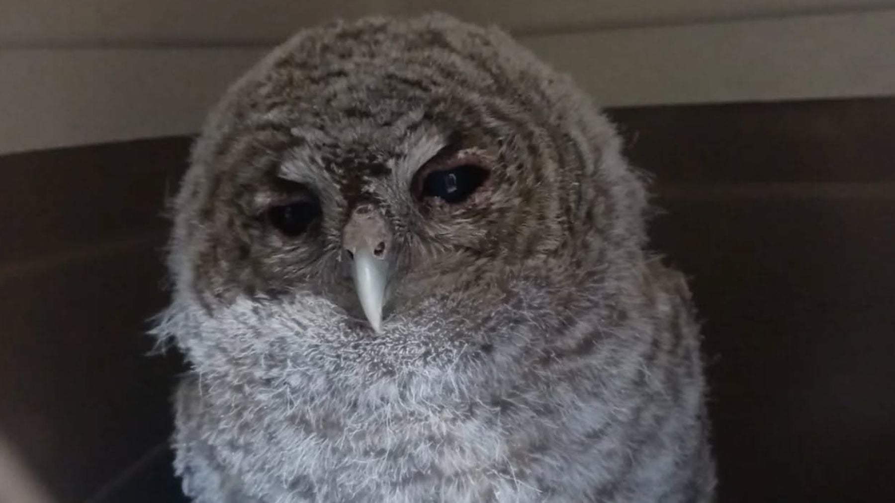 Los expertos ponen el grito en el cielo: la mayoría de pollos de cárabo que se recogen en España no necesitan ayuda