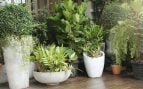 Las plantas de exterior