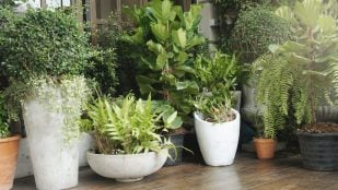 Las plantas de exterior