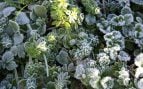 Plantas jóvenes y heladas