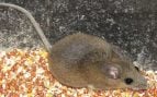 ¿Tienes roedores en casa? Esta especie es la principal transmisora de hantavirus y pocos lo saben