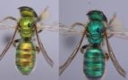 Abeja, insecto, naturaleza, animales