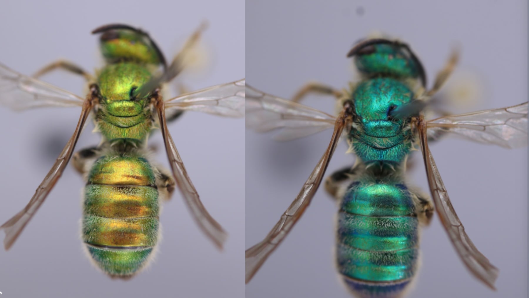 Los científicos no dan crédito: estas abejas cambian de color y se vuelven verdes o azules según la humedad del aire