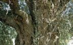 Olivo, Jaén, Andalucía, árbol, naturaleza