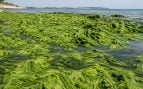 Alga invasora, materia prima, Forbes, naturaleza