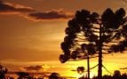 Recolectan 1.00 toneladas de semillas de araucaria, indígenas quieren salvar un árbol de Brasil, recogen semillas para salvar árbol brasileño.