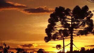 Recolectan 1.00 toneladas de semillas de araucaria, indígenas quieren salvar un árbol de Brasil, recogen semillas para salvar árbol brasileño.