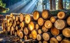bioeconomia-forestal