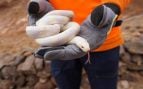 Culebra, serpientes, Canarias, hantavirus