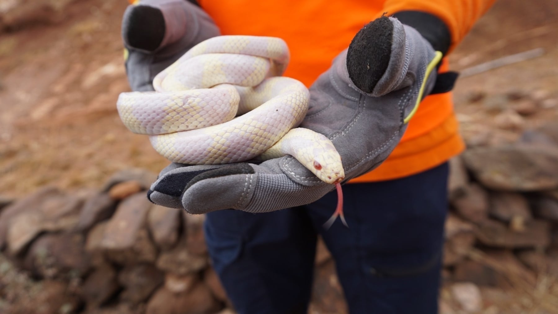 Tras el azote del hantavirus, Canarias sufre ahora la imparable expansión de la culebra real de California