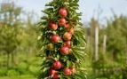 Árbol, naturaleza, curiosidades