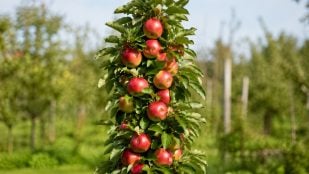 Árbol, naturaleza, curiosidades