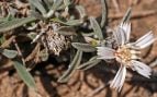 Especie de flora, Canarias, naturaleza