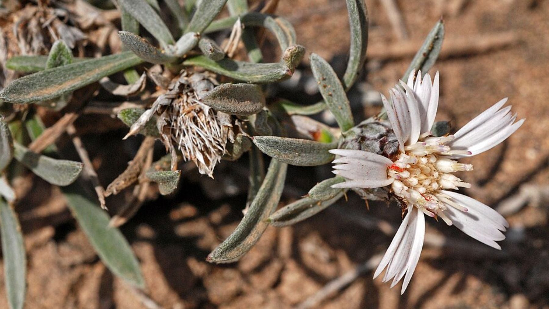 Te la encuentras en medio del campo, pero es una de las especies de flora en peligro de extinción de Canarias