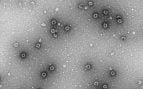 brote norovirus
