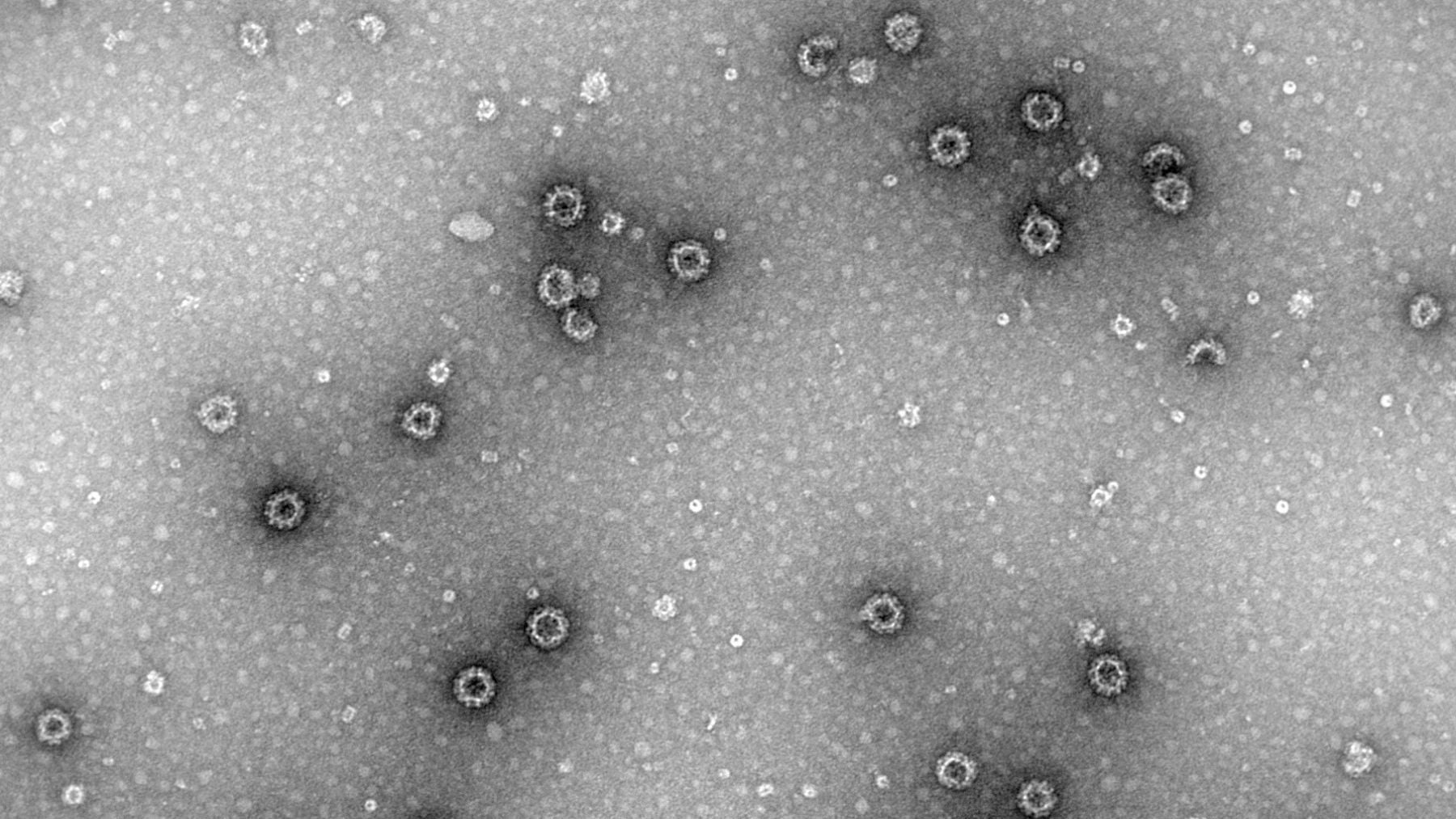 Más de 100 pasajeros contagiados en un crucero de Florida tras un brote de norovirus