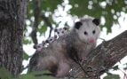 GPS para acabar con las zarigüeyas, zarigüeyas y pitones, problema pitones especie invasora, GPS y especies invasoras en Florida.