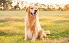 El collar antiparasitario para perros grandes se convierte en el más vendido con la llegada de la primavera
