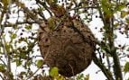 Avispón asiático, problema avispa asiática en Teruel, alcañiz y especies invasoras, avispa asiática especie invasora, problema avispón asiático, especies invasoras y vespa velutina.