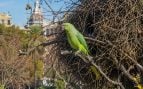 cotorra argentina, aves, especie invasora
